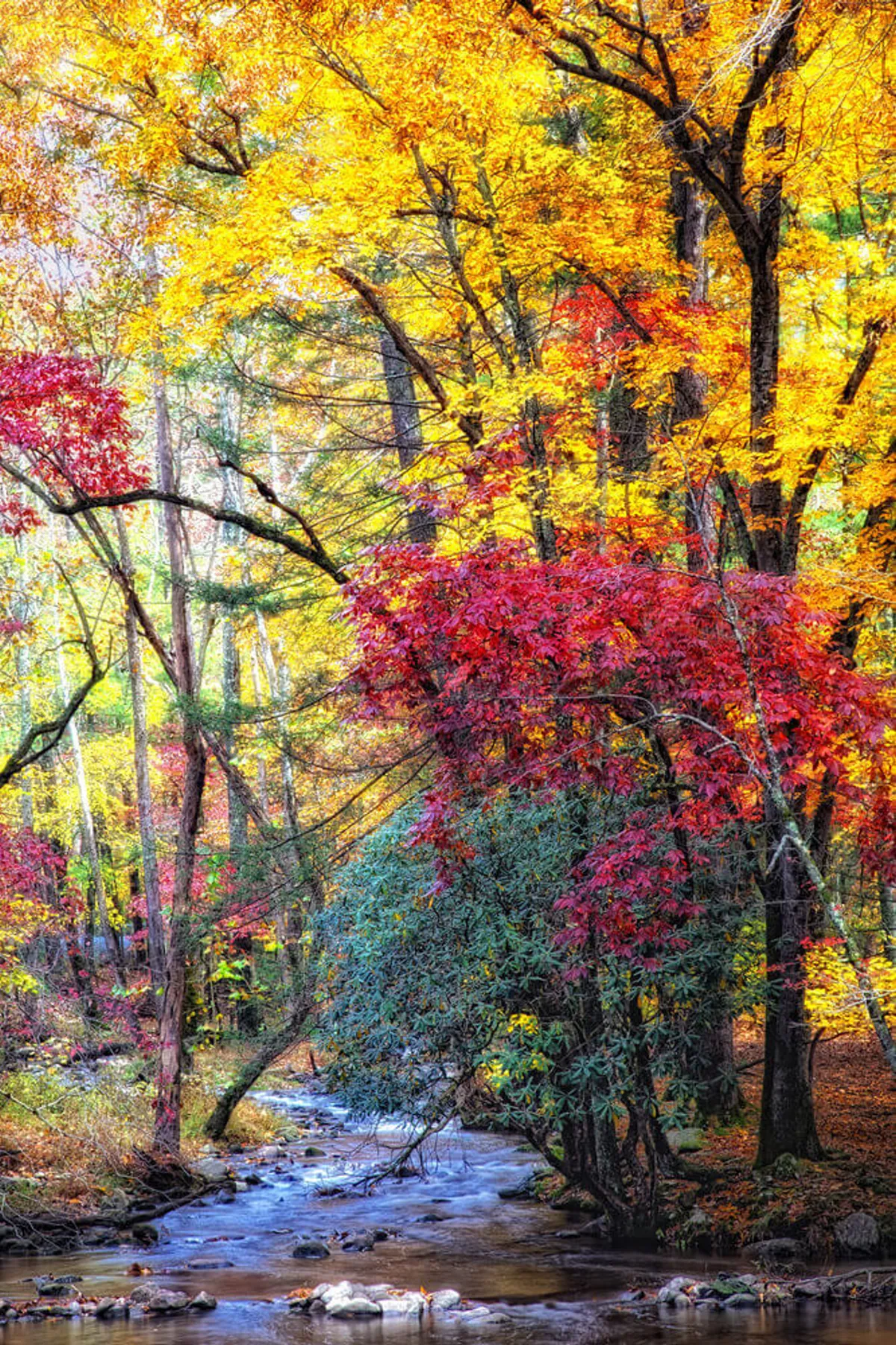 A serene autumn scene showing vibrant foliage, a meandering stream, and a rocky riverbed set against a backdrop of tall trees. The image evokes the beauty and tranquility of the Smoky Mountains, inviting viewers to imagine hiking or strolling with their dog beside the water.
