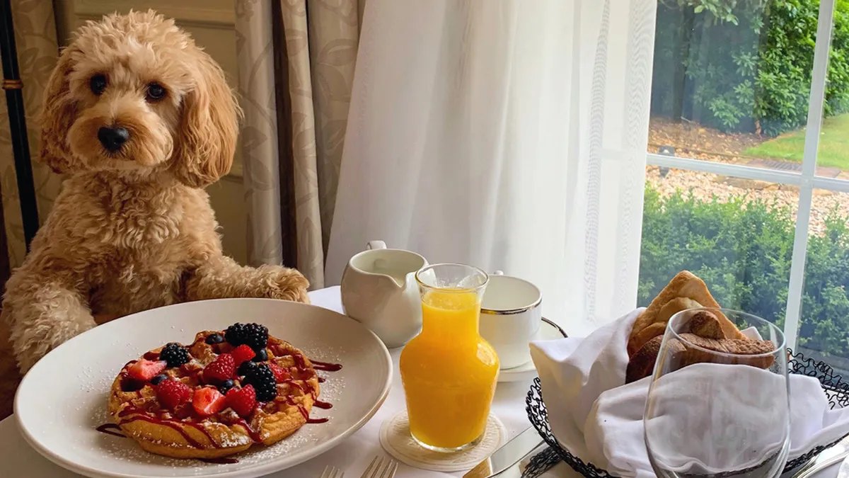 A cozy interior scene with a fluffy dog sitting nearby as someone enjoys a plate of pancakes topped with berries and a glass of orange juice, capturing a tranquil morning moment filled with warmth and companionship.