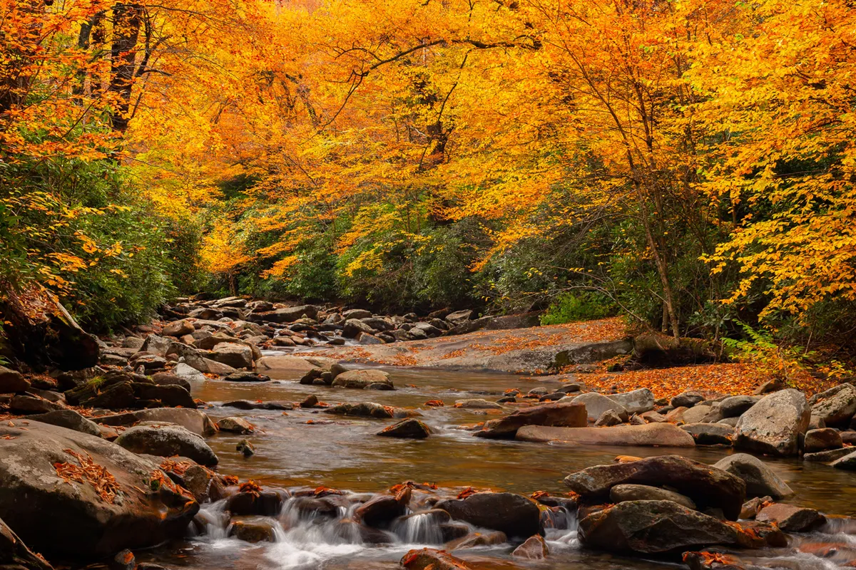 A scenic mountain view with vibrant orange and yellow autumn foliage, a flowing creek with smooth stones, and tranquil surroundings ideal for hiking or nature walks. The natural beauty invites exploration and connection with the Smoky Mountains.